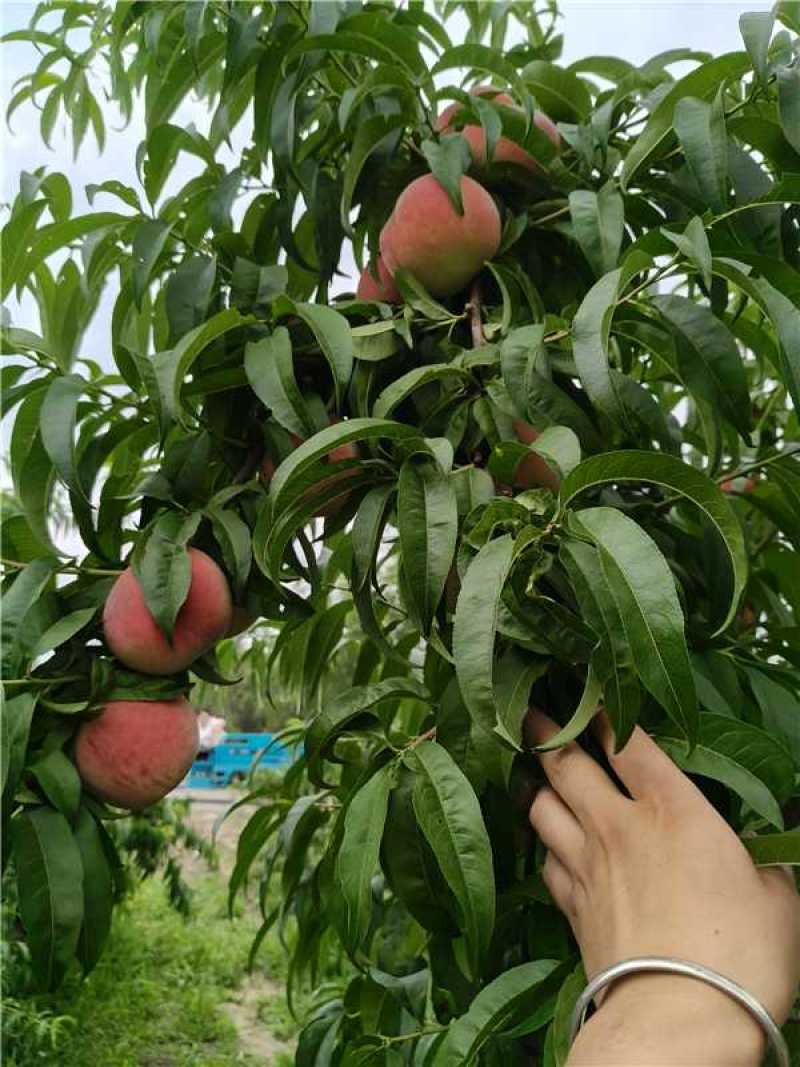 山西运城秦王超越超红福岛红桃大量上市