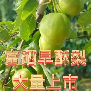 早酥梨