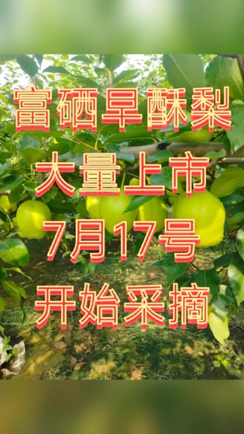 早酥梨