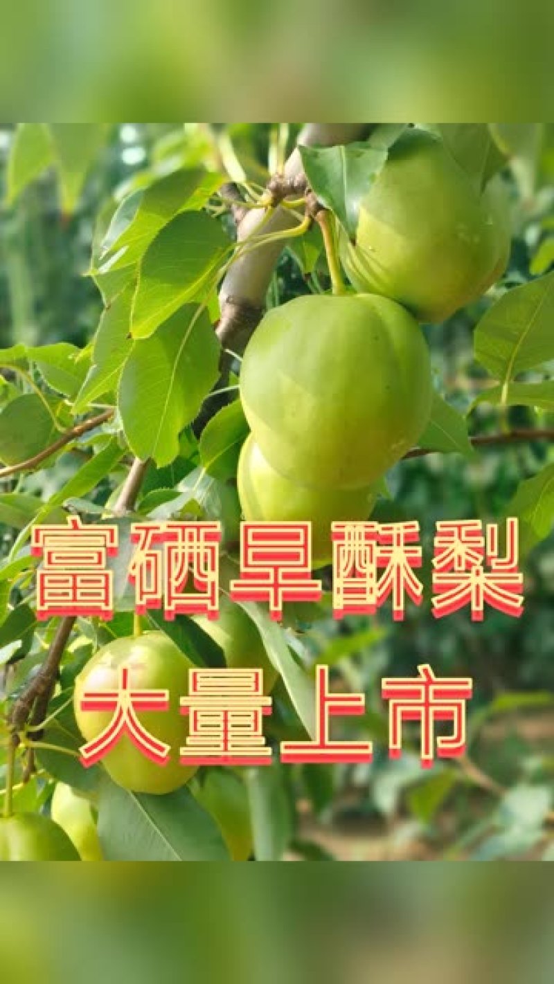 早酥梨