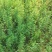 野生艾草
