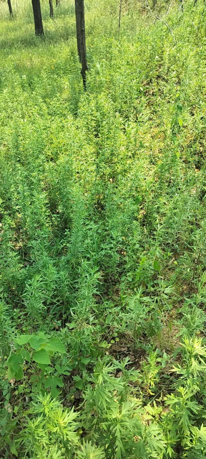 野生艾草