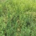野生艾草