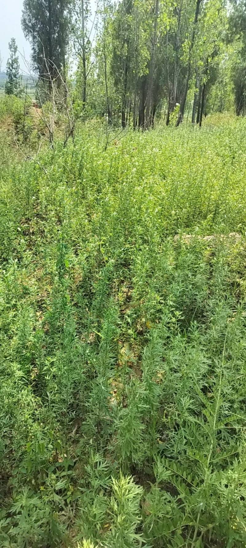 野生艾草