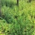 野生艾草