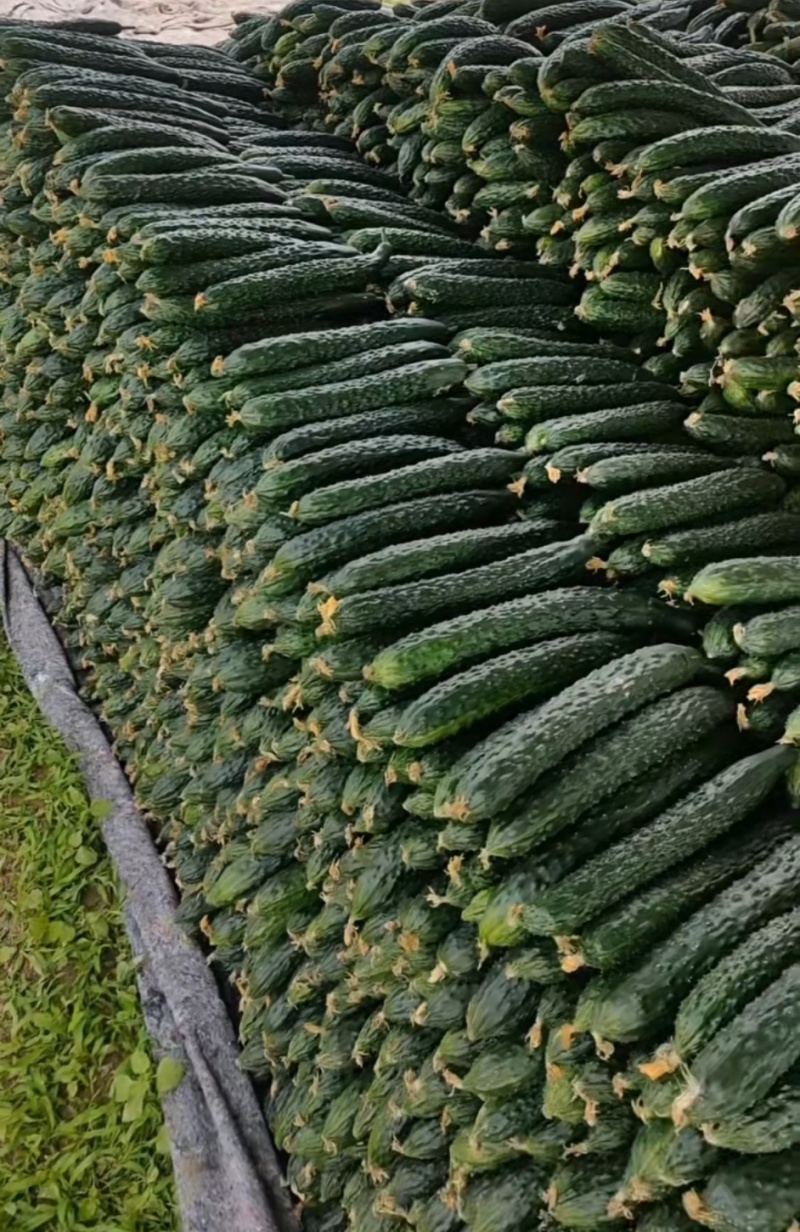 青瓜