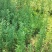野生艾草