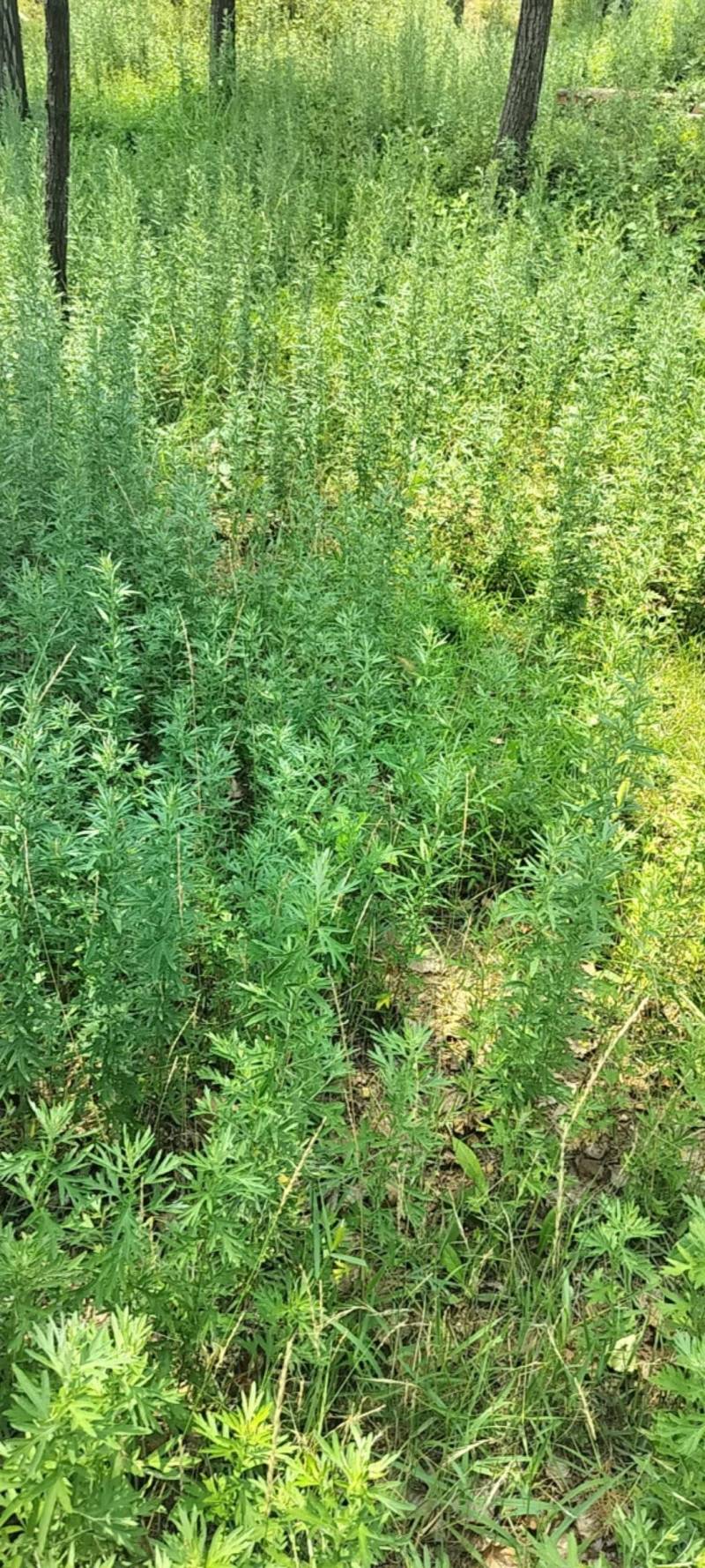 野生艾草