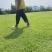 蓝引三号，足球场专用草皮，。。。。。。。。。。。。。。。