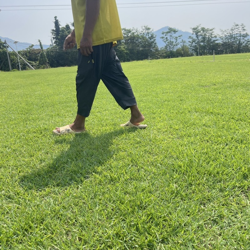 蓝引三号，足球场专用草皮，。。。。。。。。。。。。。。。