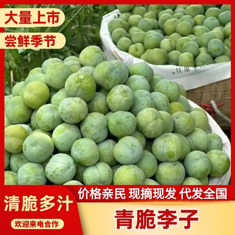（热卖）青脆李子脱骨李脆甜爽口产地大量供应电商市场批发