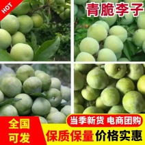 青脆李子脱骨李大量供应电商市场批发量大从优