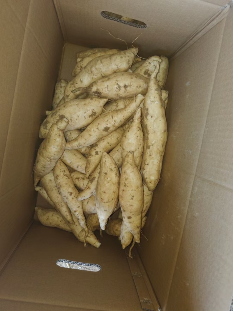 人参薯，小白薯，电商社团直播大量供应