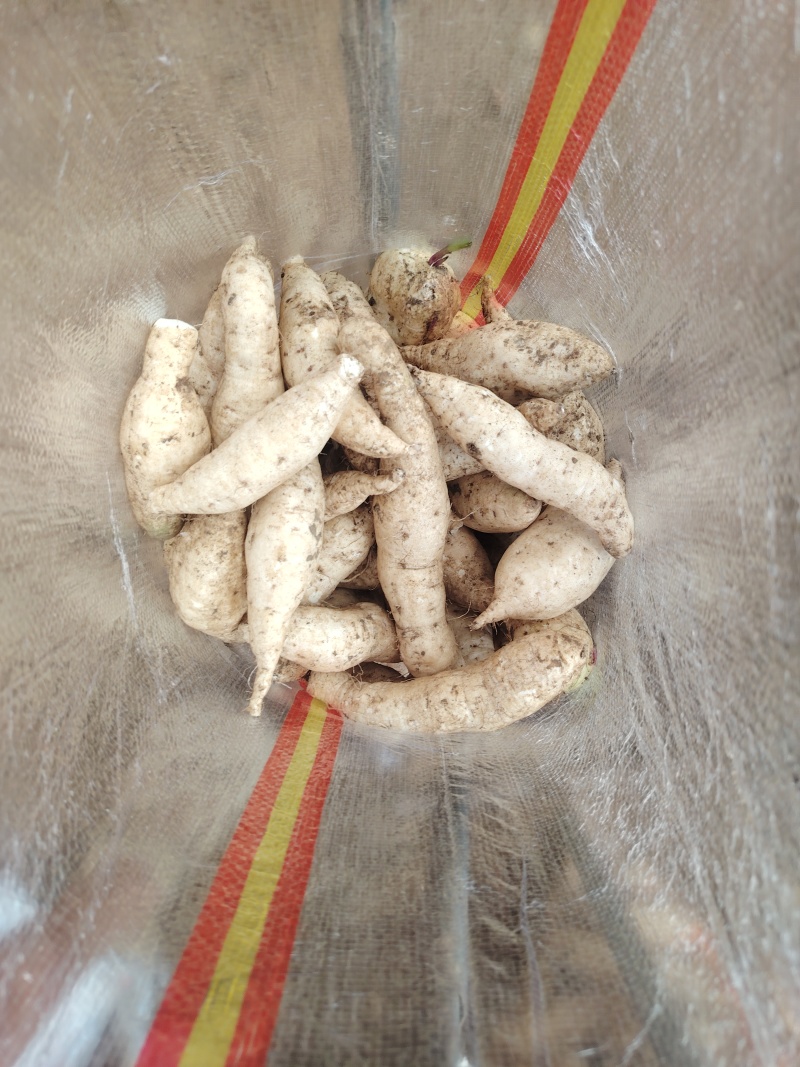 人参薯，小白薯，电商社团直播大量供应