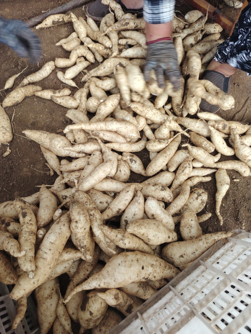 人参薯，小白薯，电商社团直播大量供应