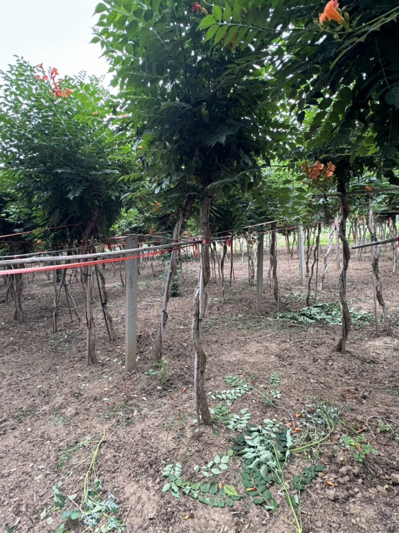 凌霄苗圃喇叭花望江南农户自销货比三家信比金坚
