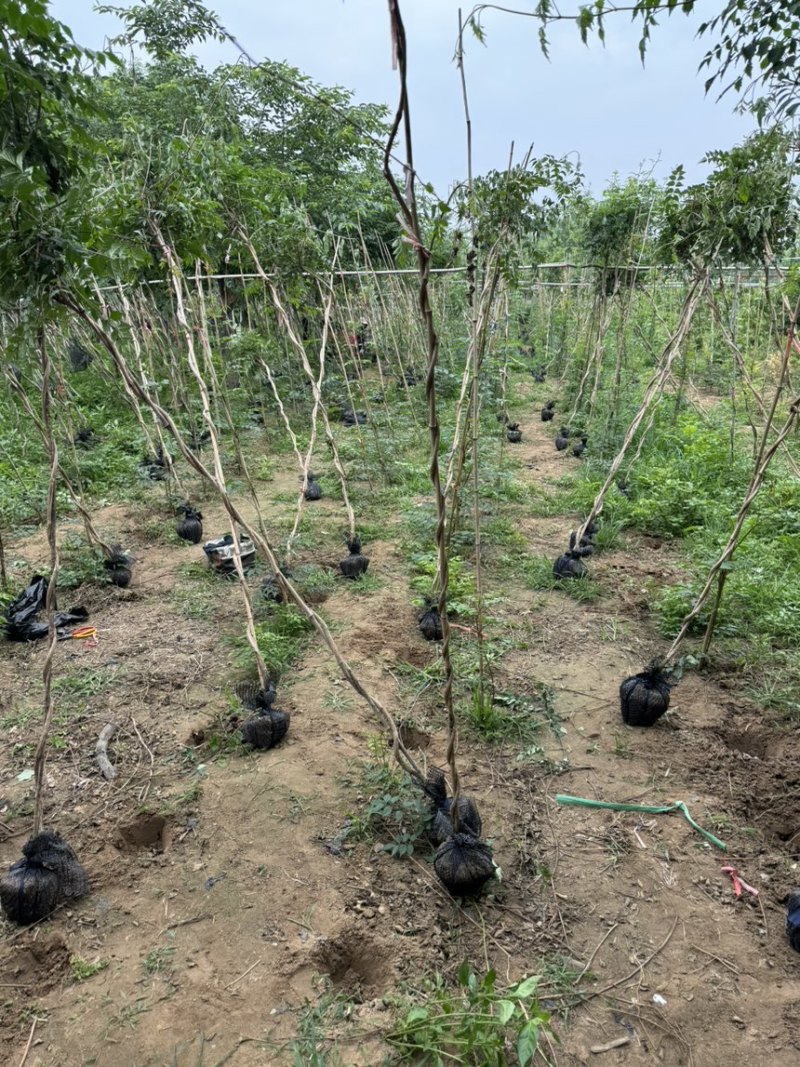 凌霄苗圃喇叭花望江南农户自销货比三家信比金坚