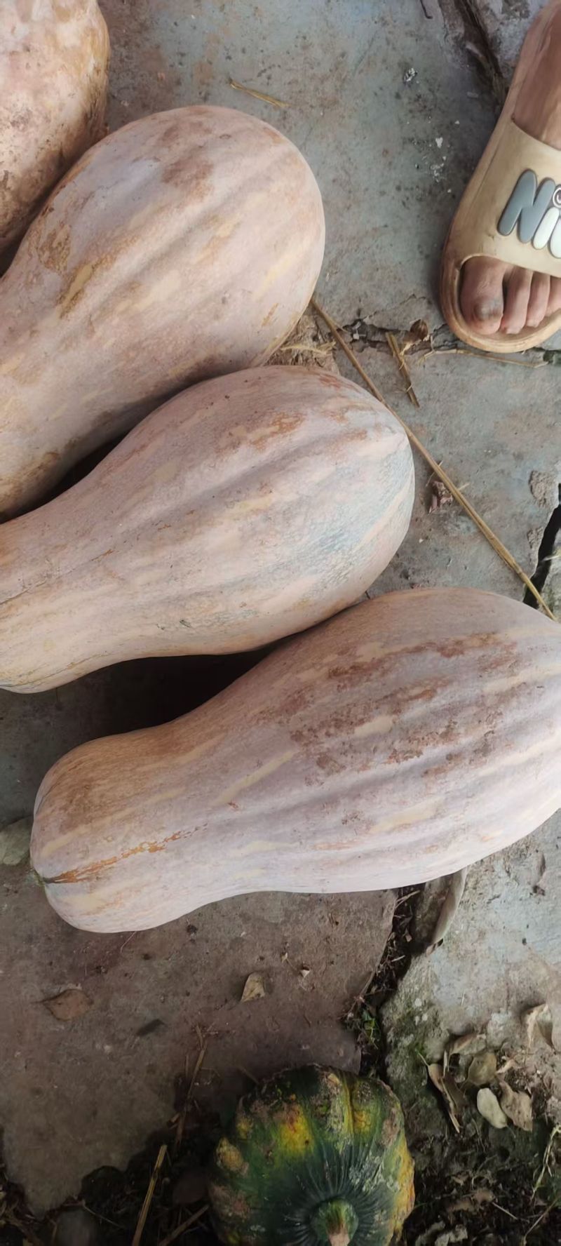 简阳密本南瓜