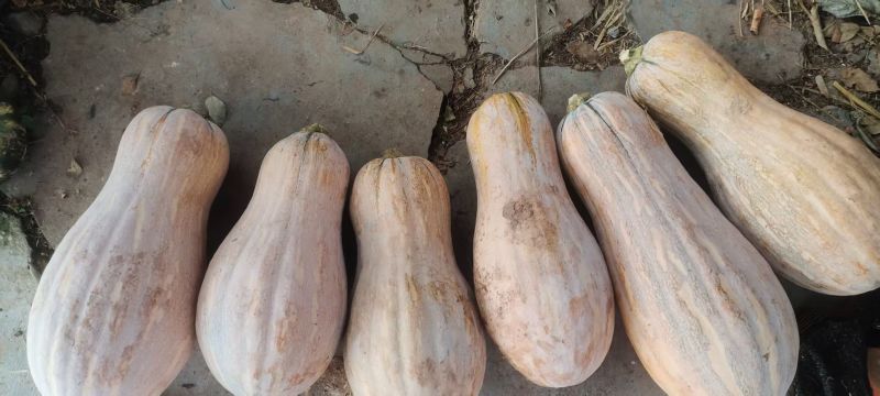简阳密本南瓜