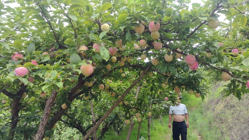 千味红李子，产地直供保质保量量大从优价格优惠