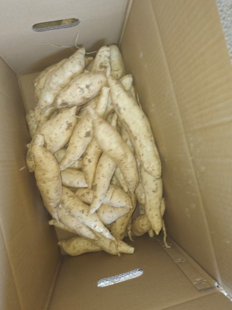 河南人参薯，白心红薯/人参薯/小白薯/日供应2万斤