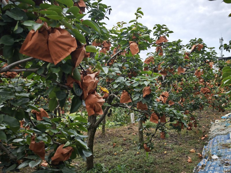 广西桂林桂花梨