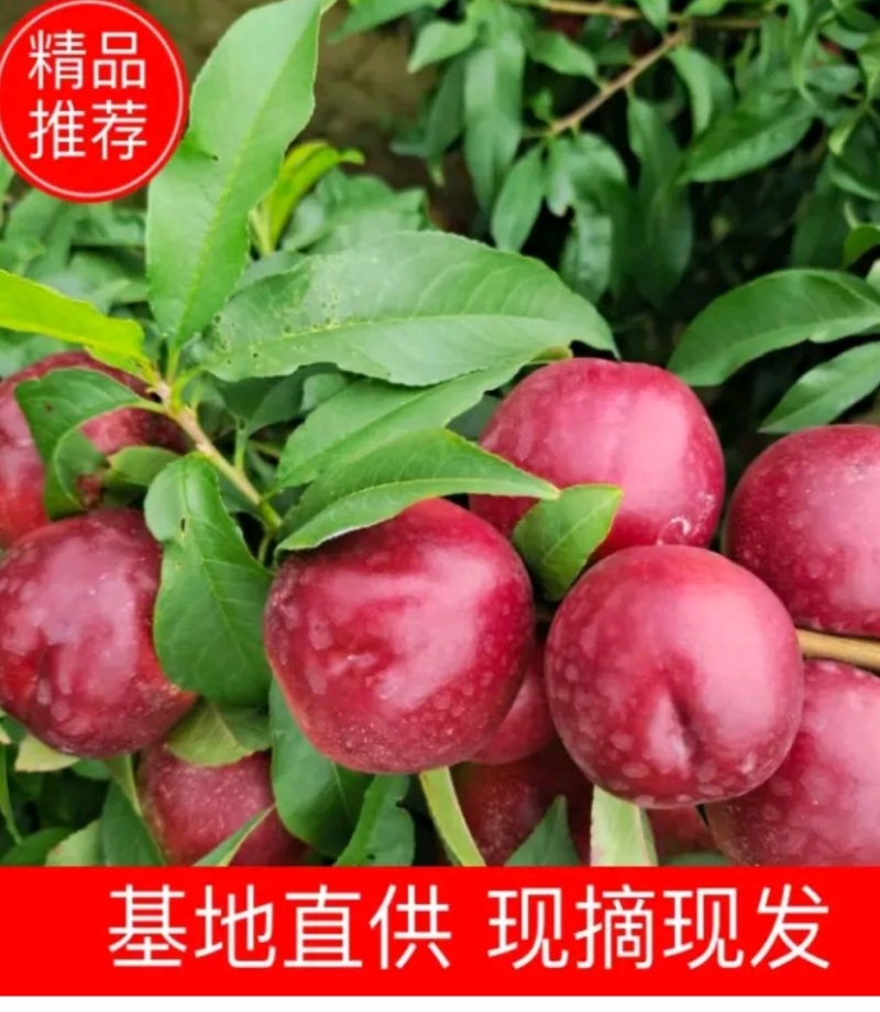 汉中珍珠枣油桃】口感脆甜产地直销代发全国电商超市市场现货