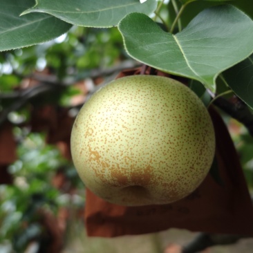 特别好吃的梨子品种！桂花梨源头果地欢迎品鉴收购