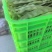 河北油豆角一点红6万斤【产地直供】承德丰宁