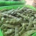 河北油豆角一点红6万斤【产地直供】承德丰宁