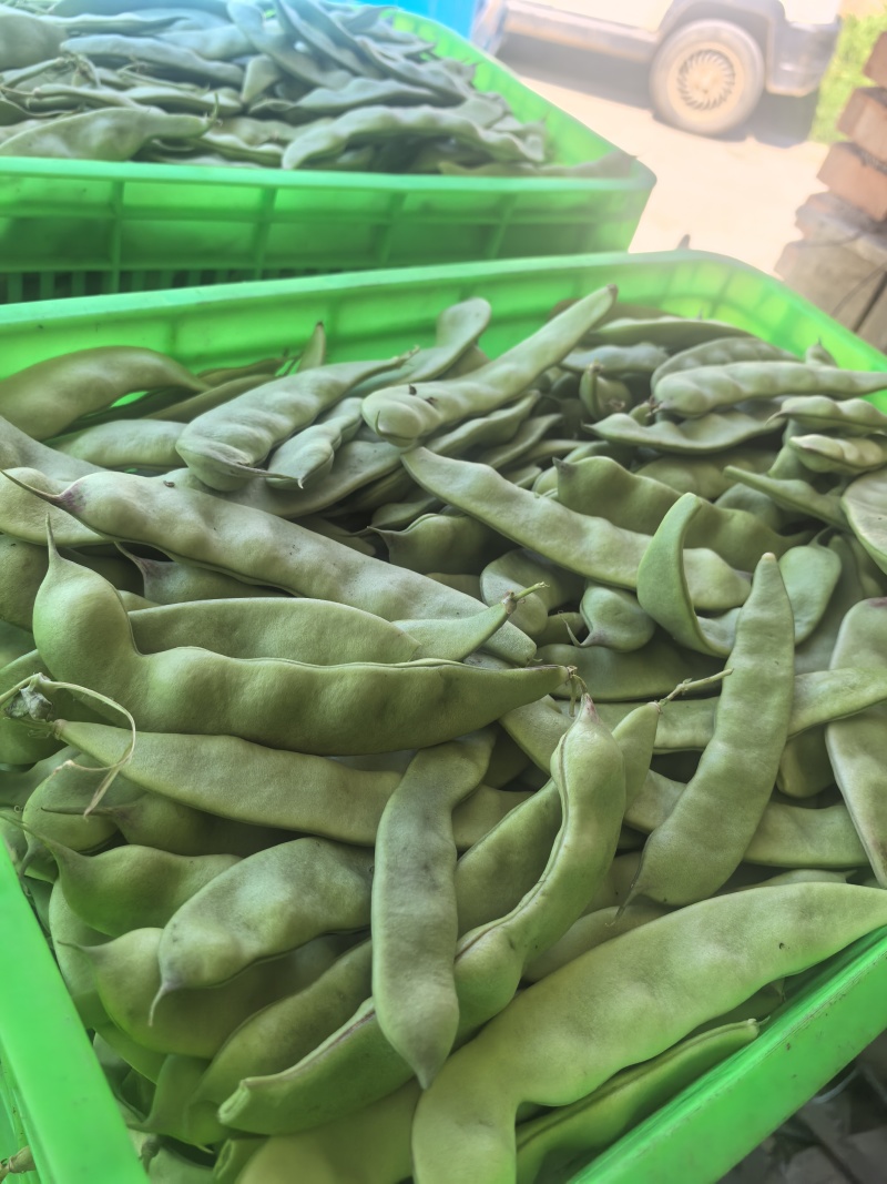 河北油豆角一点红6万斤【产地直供】承德丰宁