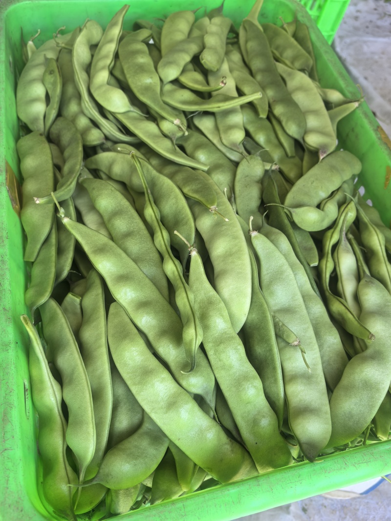 河北油豆角一点红6万斤【产地直供】承德丰宁