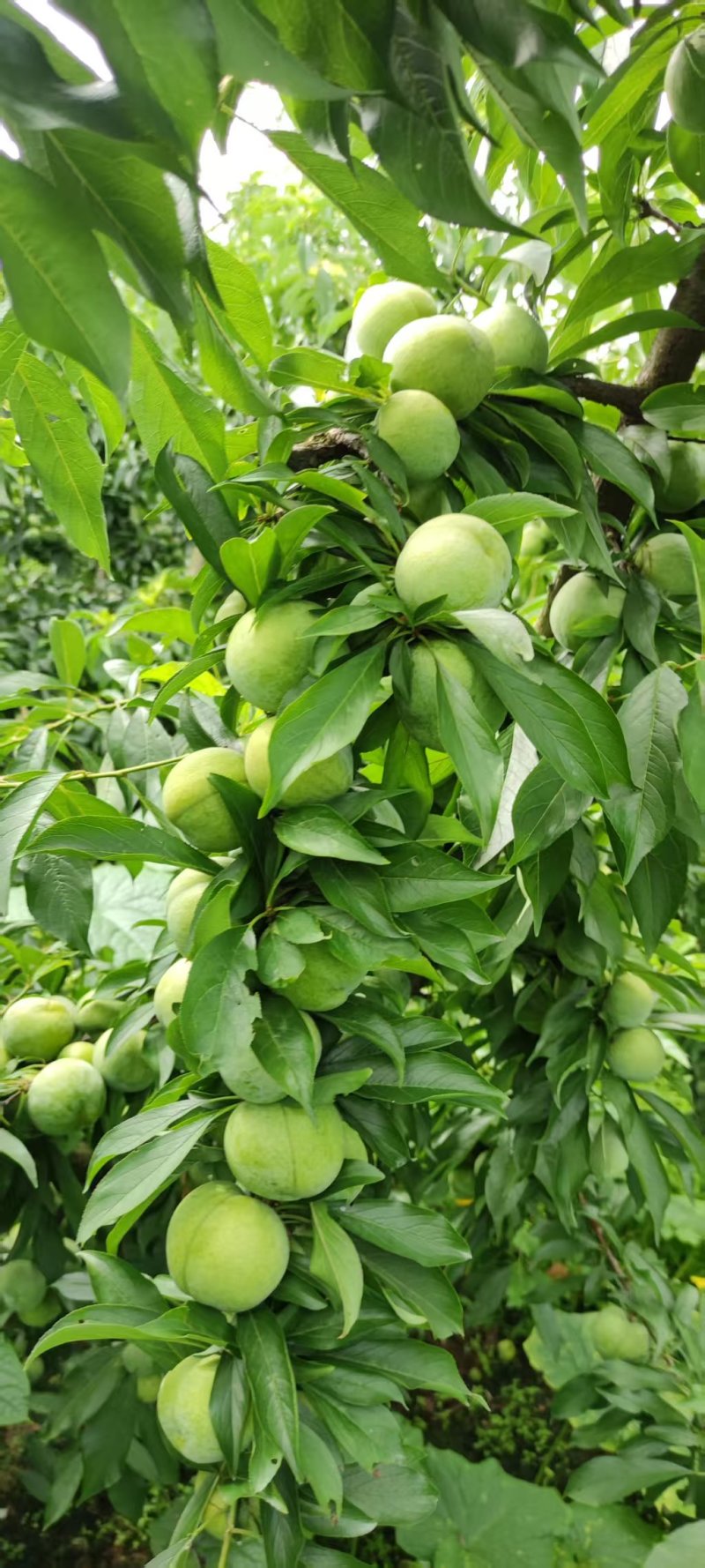 冰脆李大量上市中