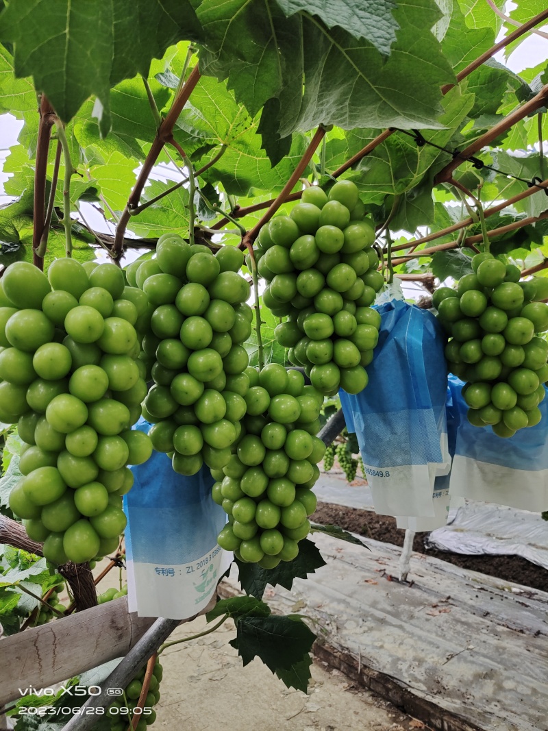 阳光玫瑰