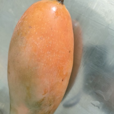 自家种的金煌芒果