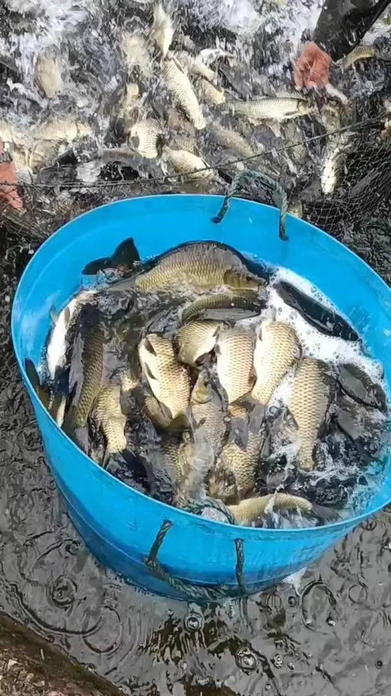 大量出湘云鲫，水库喂养皮毛好，钓塘下塘喂养均可