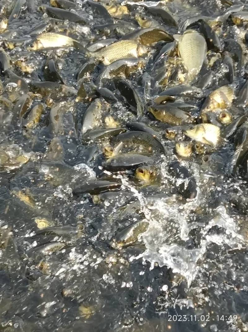 大量出湘云鲫，水库喂养皮毛好，钓塘下塘喂养均可