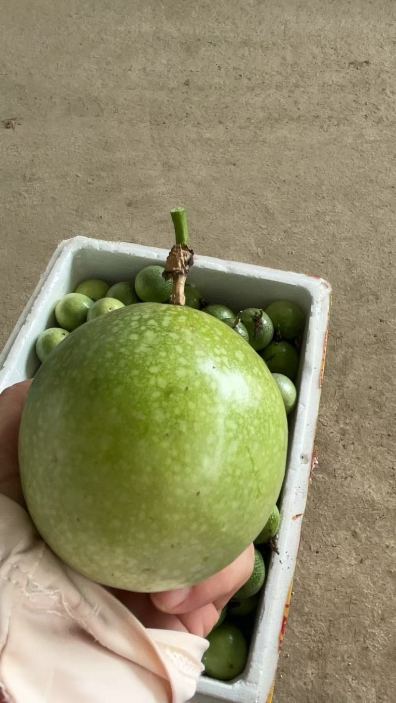 钦蜜九号百香果