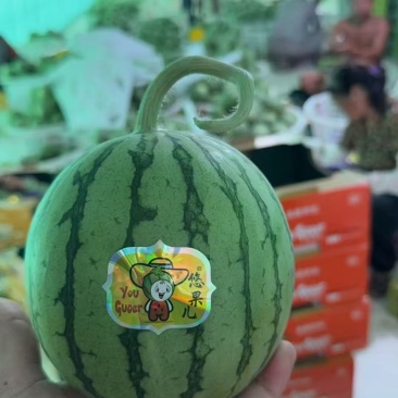 小糖丸西瓜供应各大电商平台市场以及商超