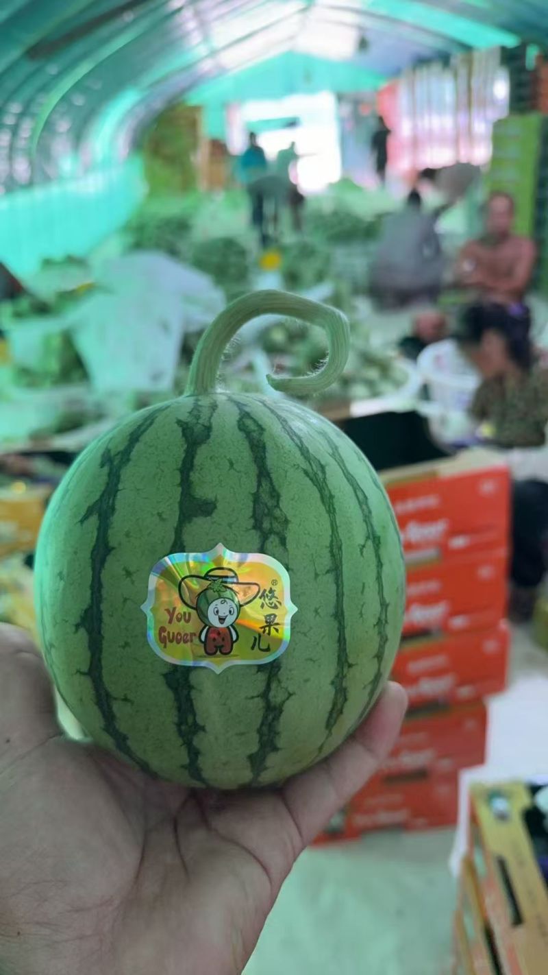 小糖丸西瓜供应各大电商平台市场以及商超