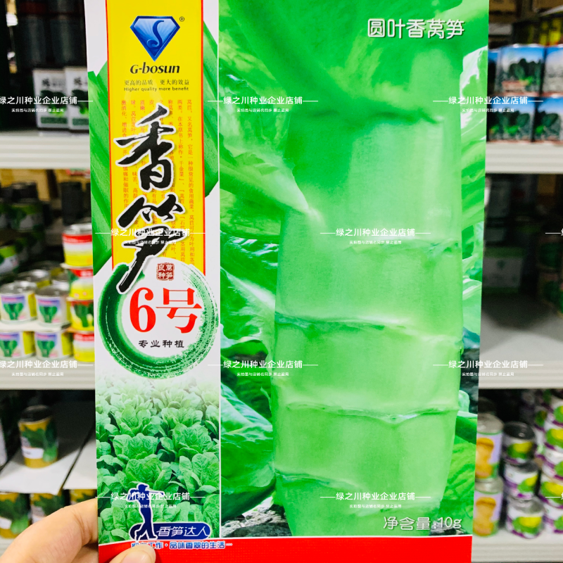 香笋6号高桩圆叶三青莴笋种子耐热抗寒绿皮绿叶莴苣种籽
