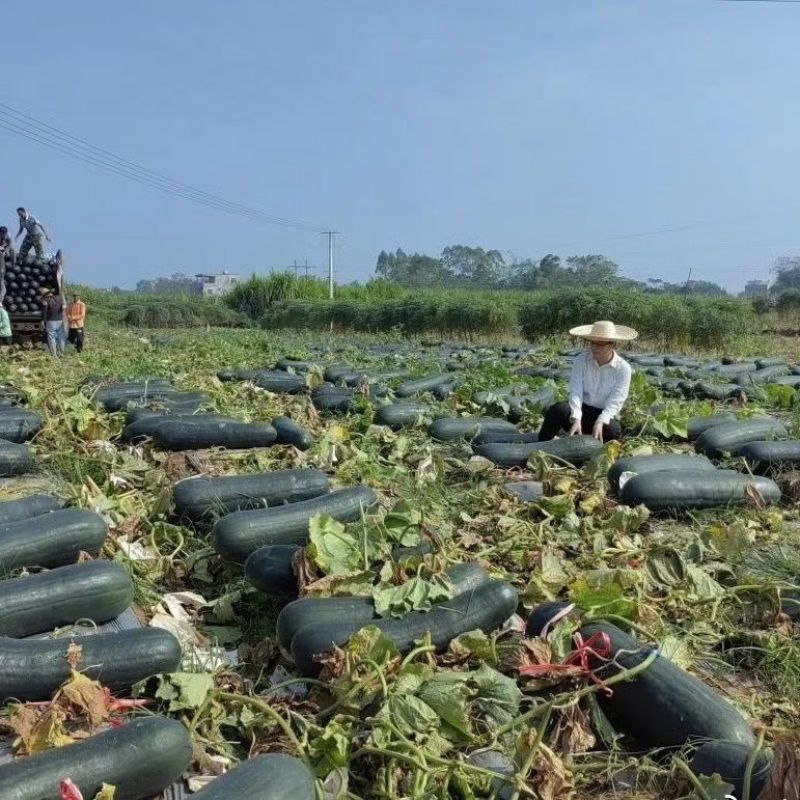 黑皮冬瓜产地供应质量保证诚信经营欢迎咨询