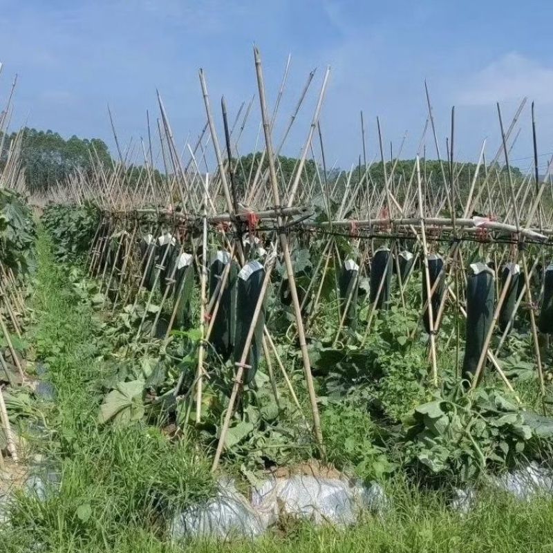 黑皮冬瓜产地供应质量保证诚信经营欢迎咨询