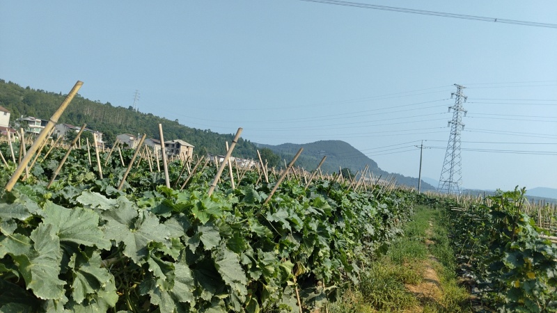 黑皮冬瓜产地供应质量保证诚信经营欢迎咨询