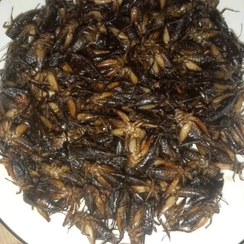 高营养高蛋白油炸，爆炒蟋蟀