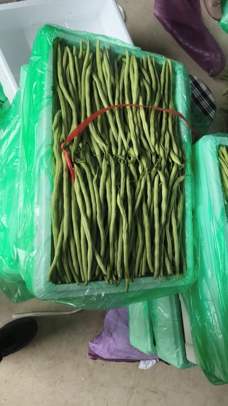 甘肃架豆王豆角大量有货品质优可视频看货
