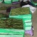 甘肃架豆王豆角大量有货品质优可视频看货