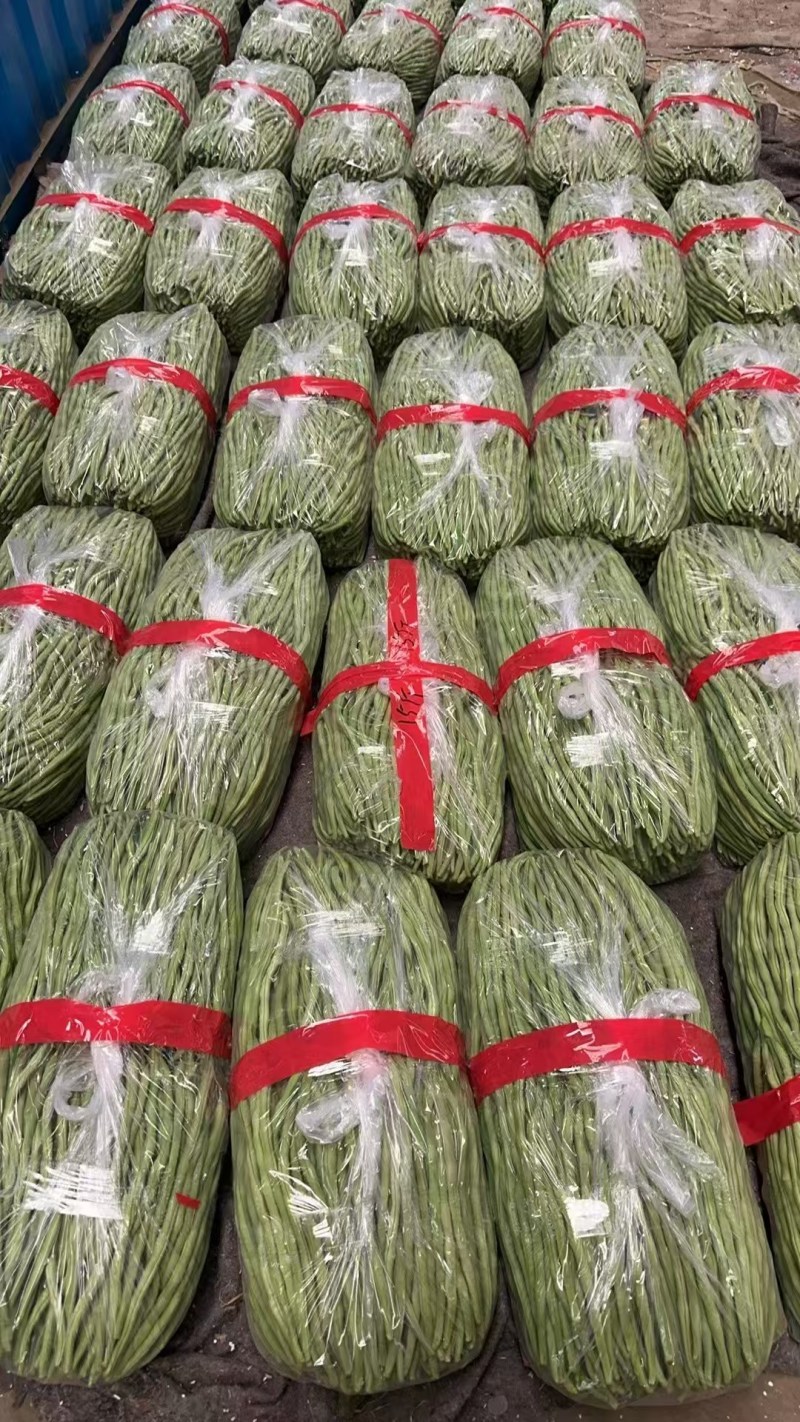 甘肃架豆王豆角大量有货品质优可视频看货