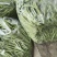甘肃架豆王豆角大量有货品质优可视频看货