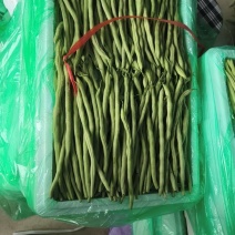 甘肃架豆王豆角大量有货品质优可视频看货